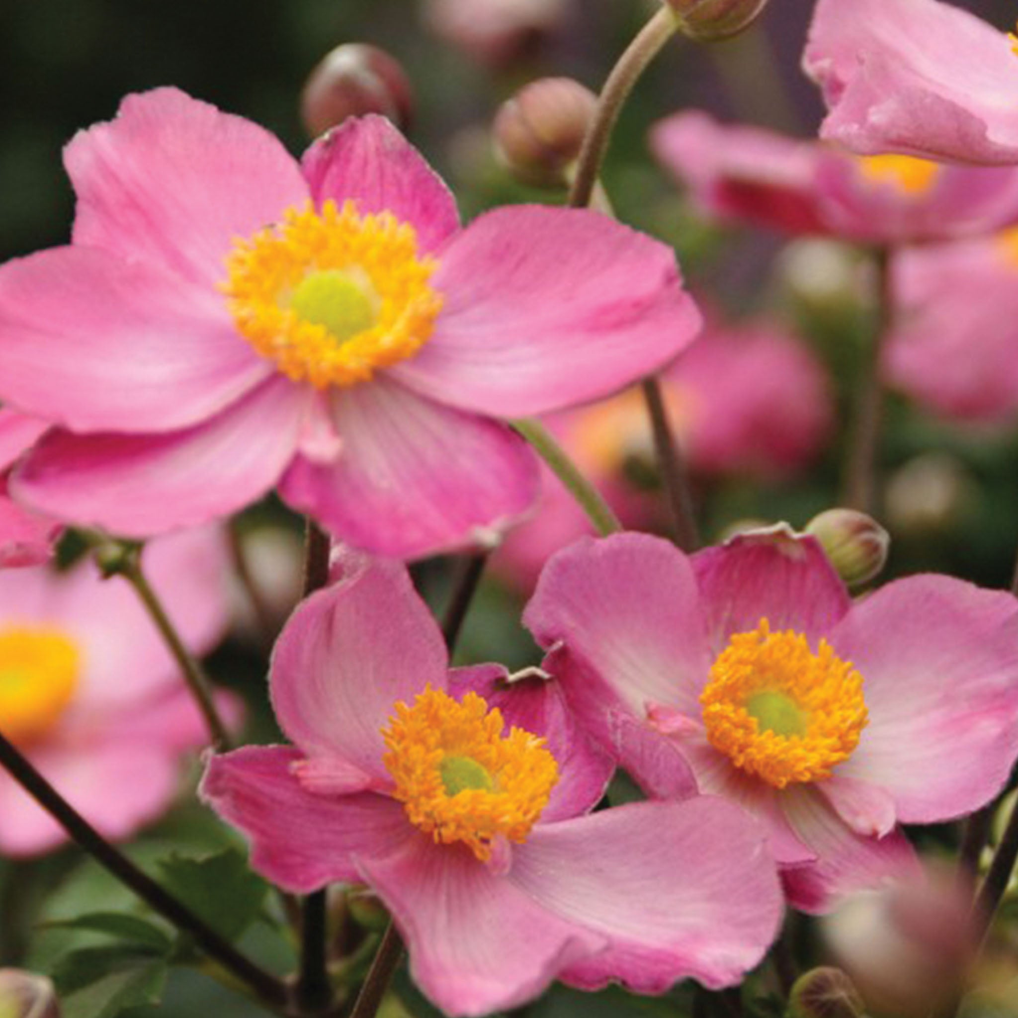 Fantasy Cinderella PPAF Anemone