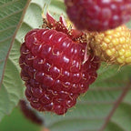 Crimson Night PPAF Raspberry
