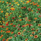 Jazzy Mix Zinnia