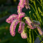 Pink Brushes Burnet Bare Root