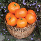 Orange Wellington Tomato