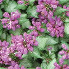 Beacon Silver Lamium