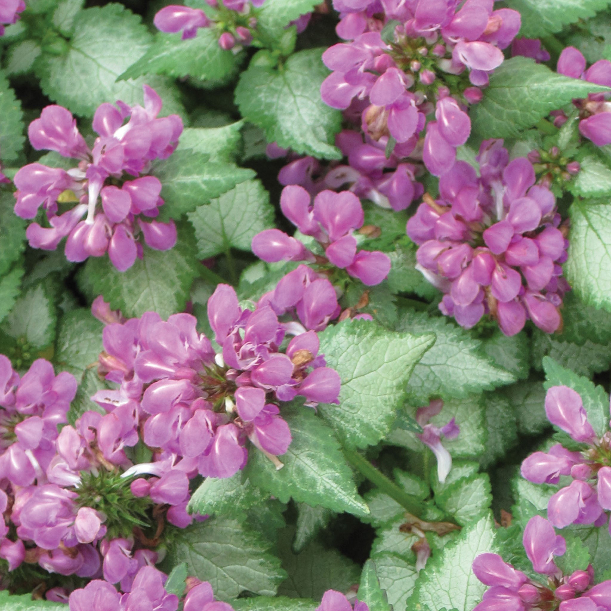 Beacon Silver Lamium