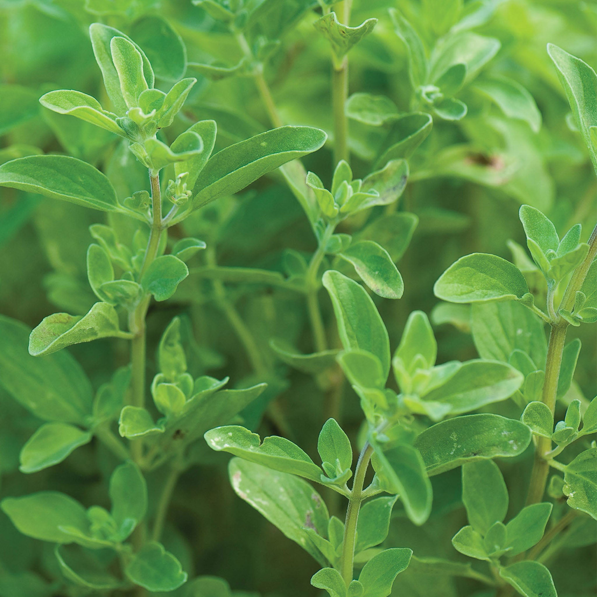 Sweet Marjoram