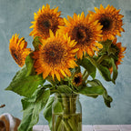 Crème Brûlée Sunflower