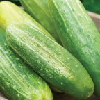 Spacemaster Cucumber