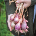 Davidor Shallots