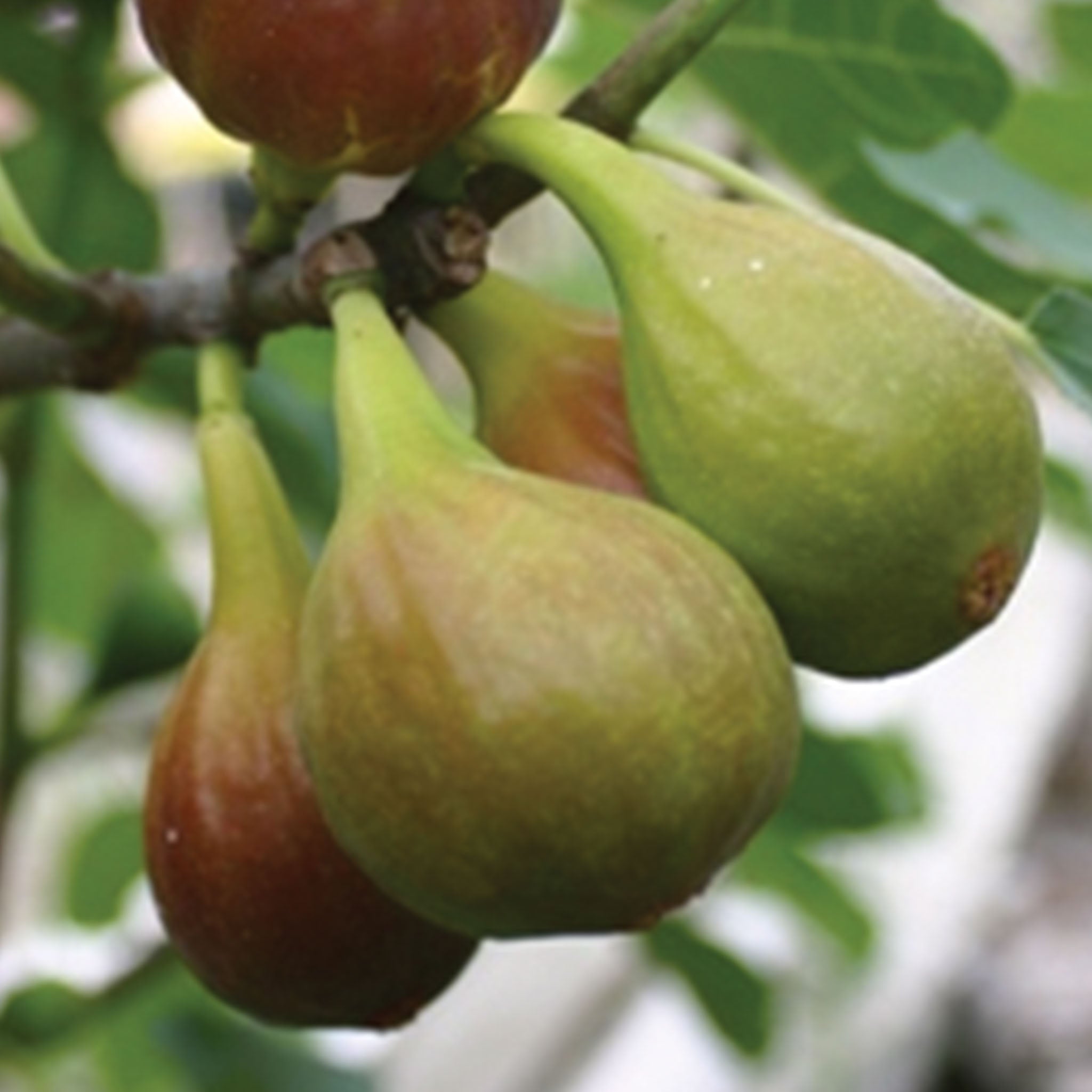 Chicago Hardy Fig