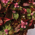 Sol Gekko Green Celosia