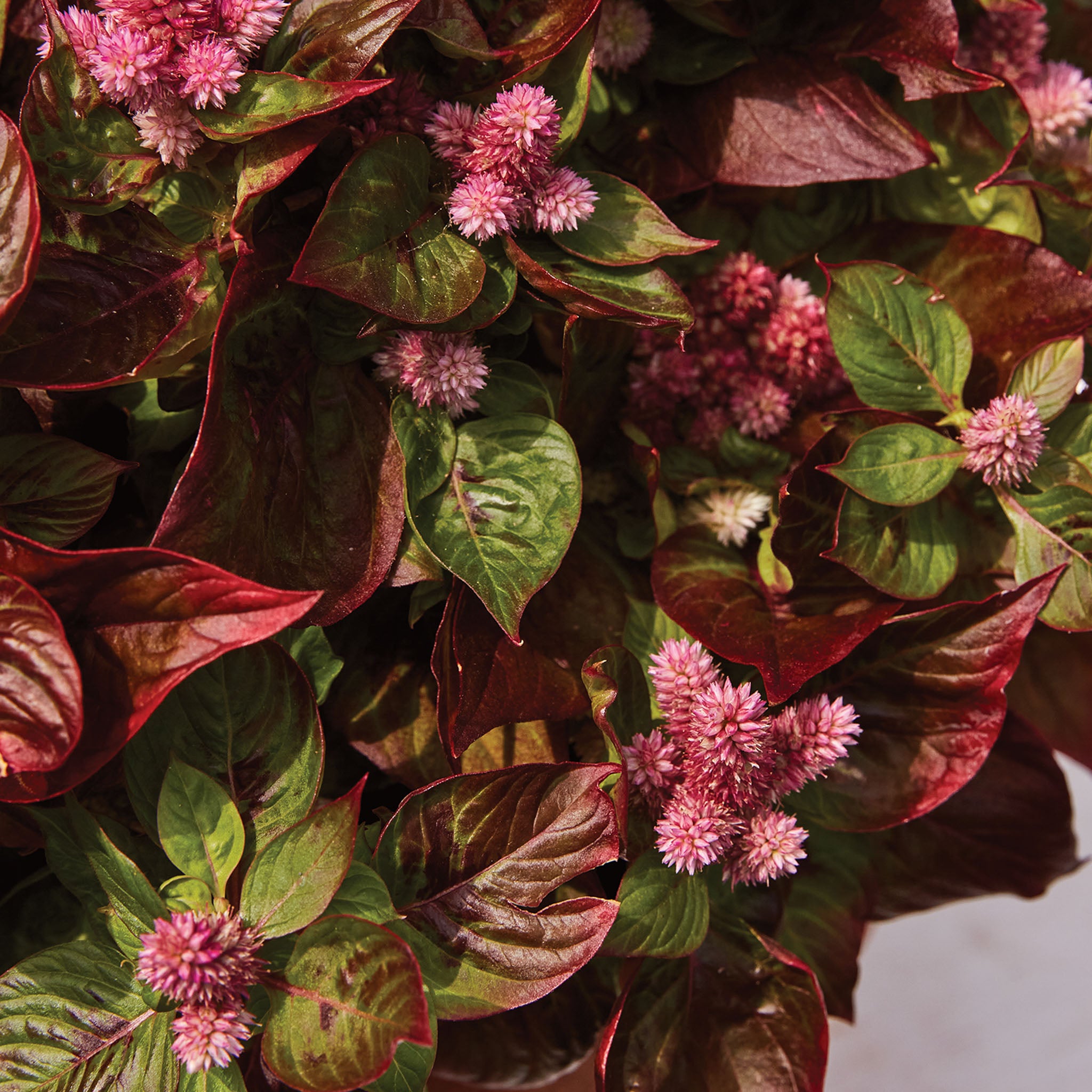 Sol Gekko Green Celosia