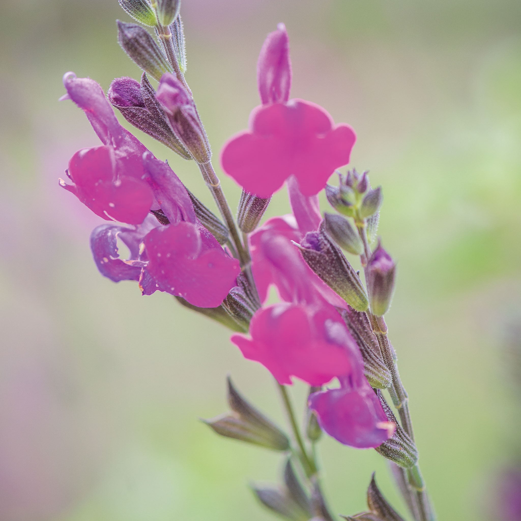 Arctic Blaze Purple Salvia
