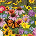 Pollinator Mix Wildflowers