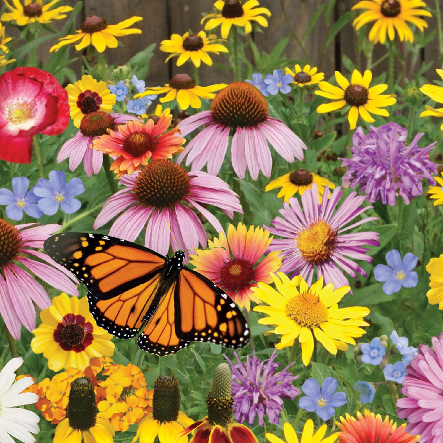 Pollinator Mix Wildflowers