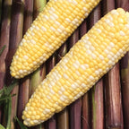Picasso Corn