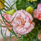 Light Apricot Lisianthus