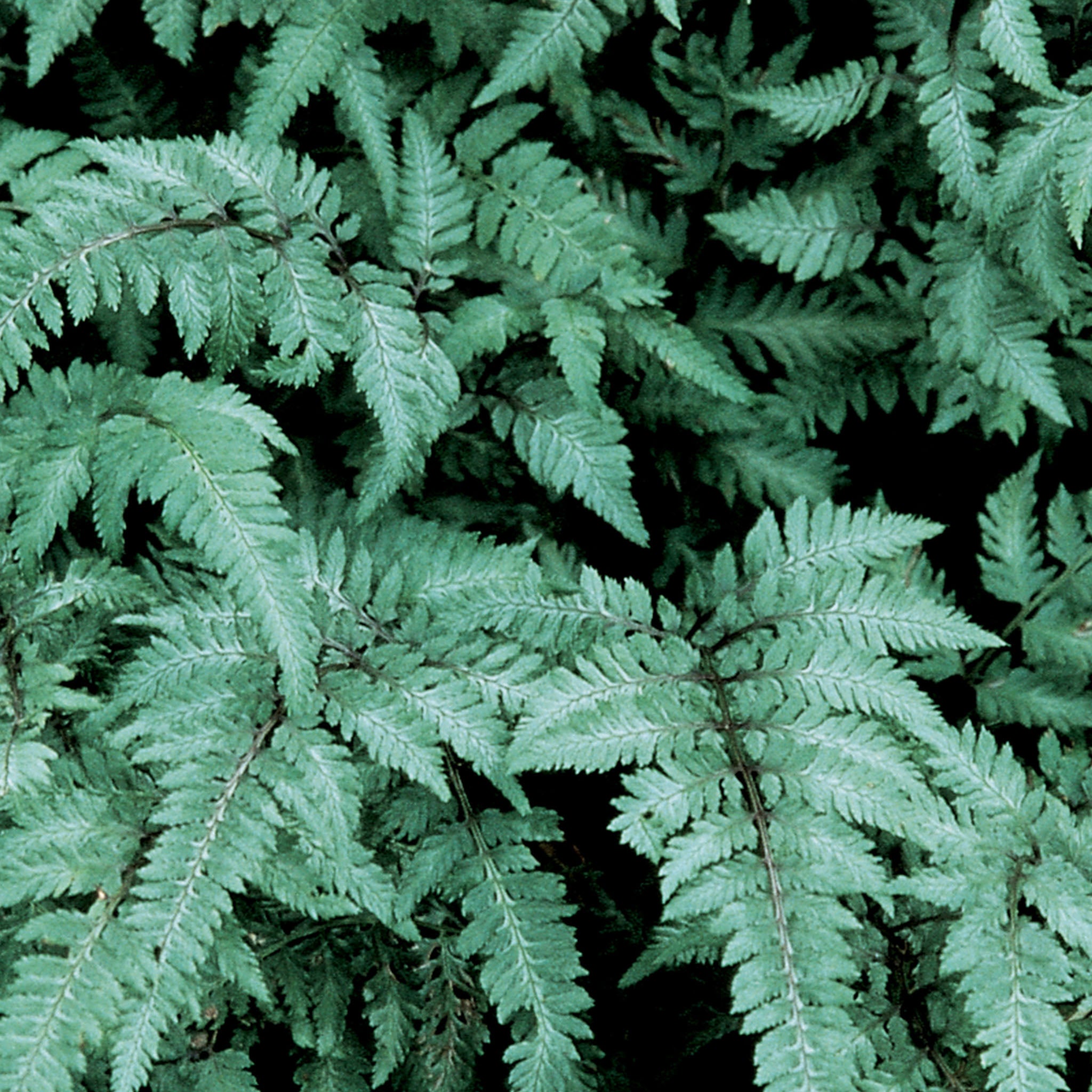 Japanese Painted Fern