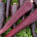 Deep Purple Carrot