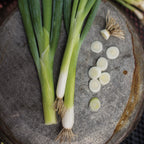 Evergreen Long White Bunching Onion