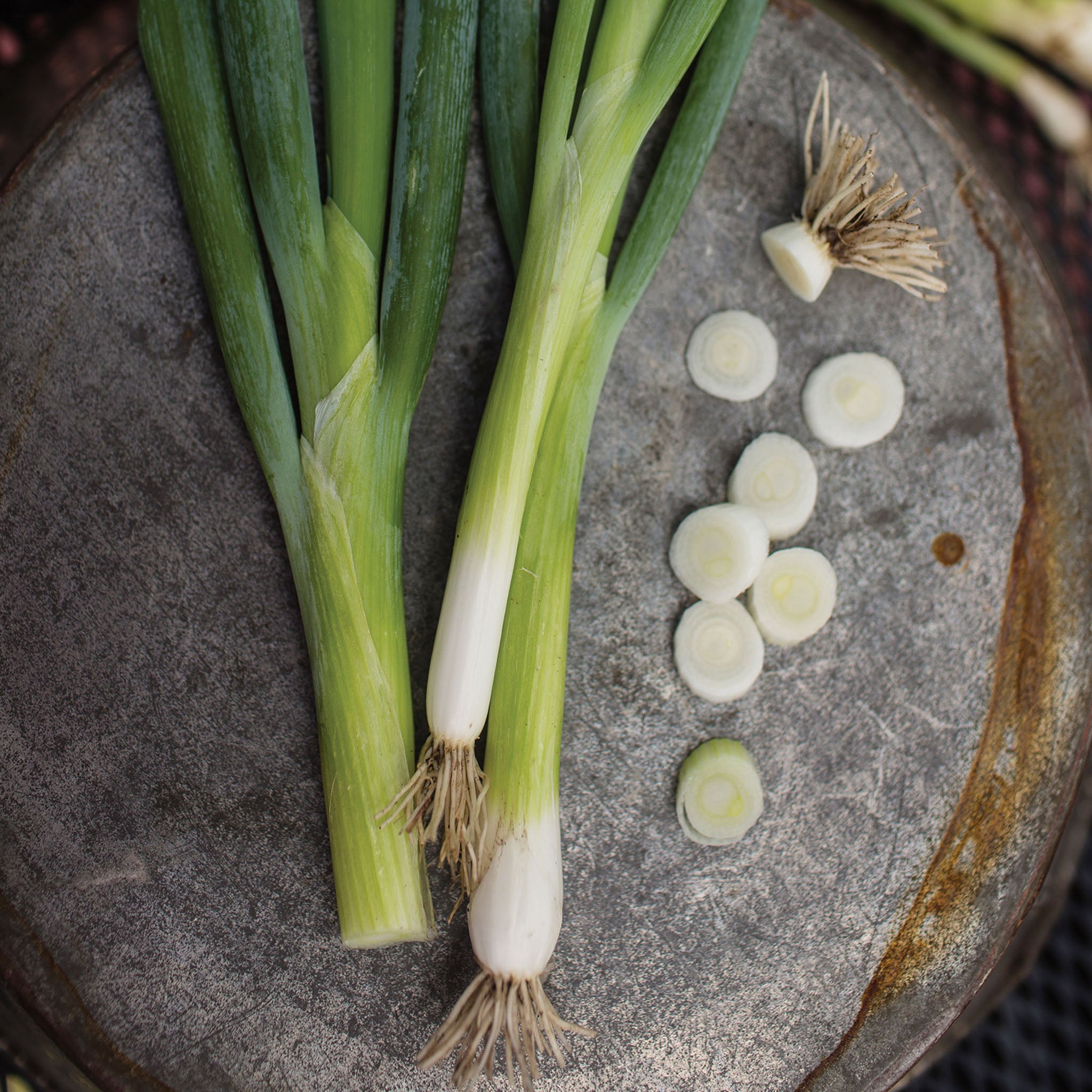 Evergreen Long White Bunching Onion
