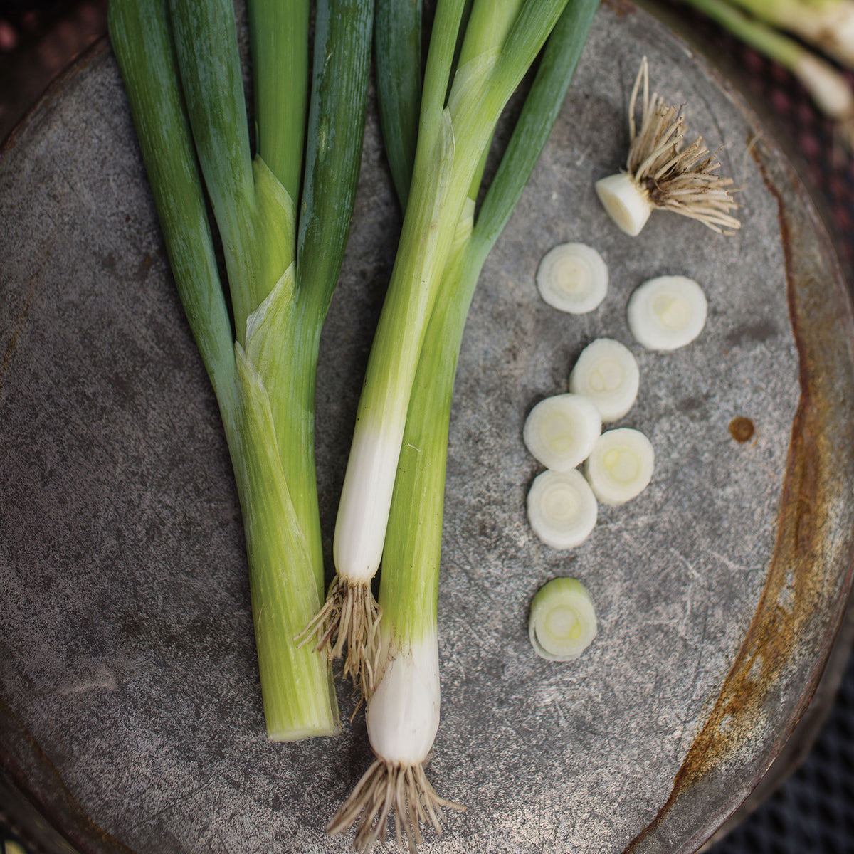 Evergreen Long White Bunching Onion