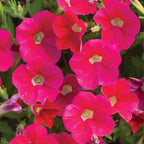 Shock Wave Coral Crush Petunia