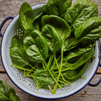 Bloomsdale Long Standing Spinach