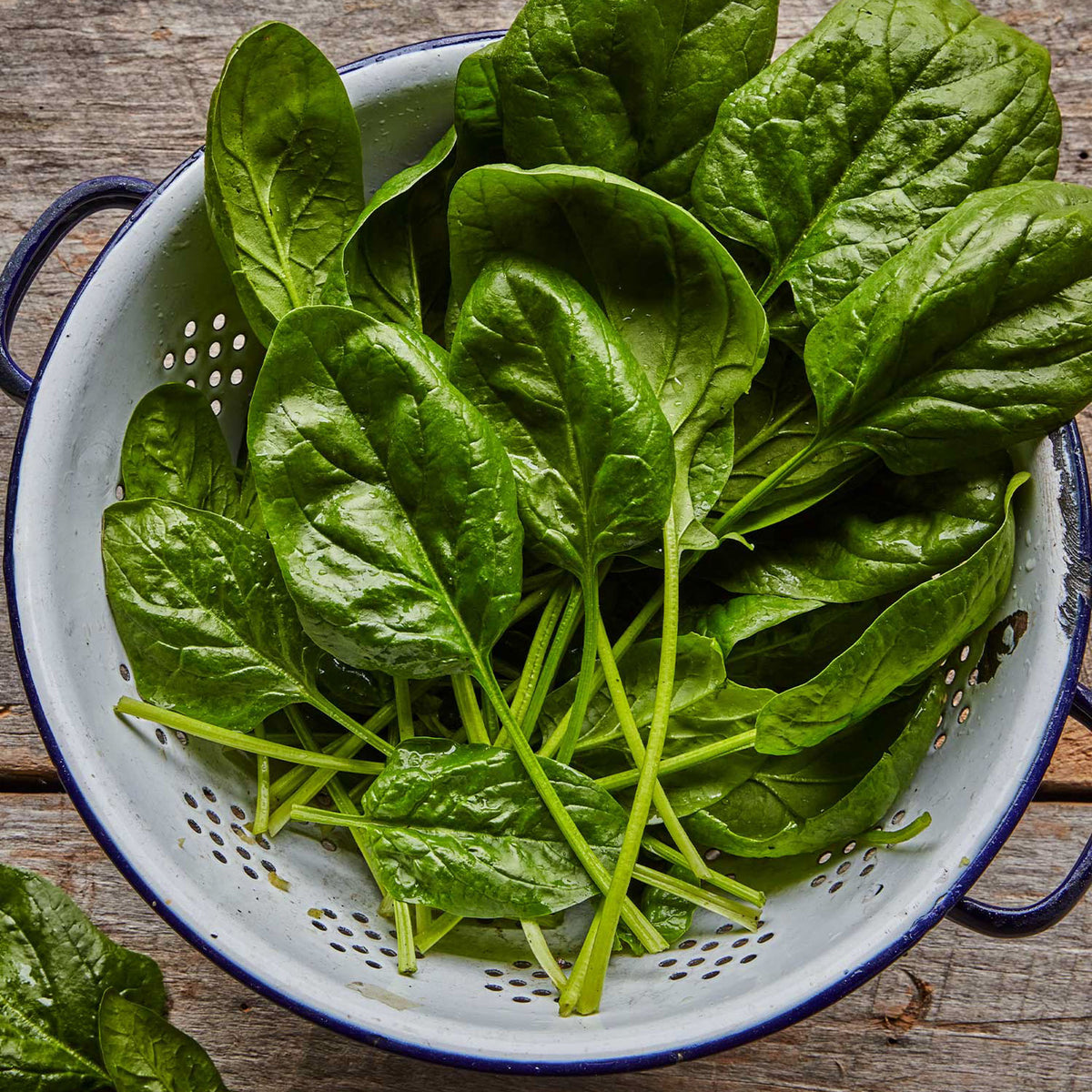 Bloomsdale Long Standing Spinach