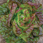 Yugoslavian Red Lettuce
