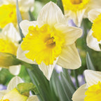 Las Vegas Daffodil Bulbs