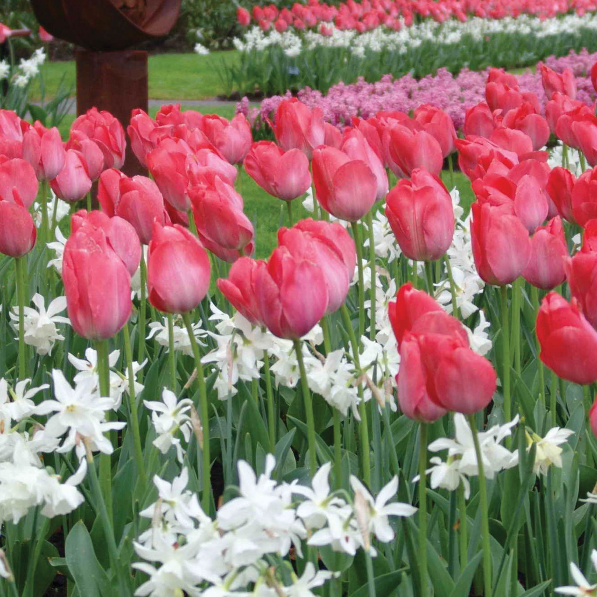 Thalia Daffodil Bulbs