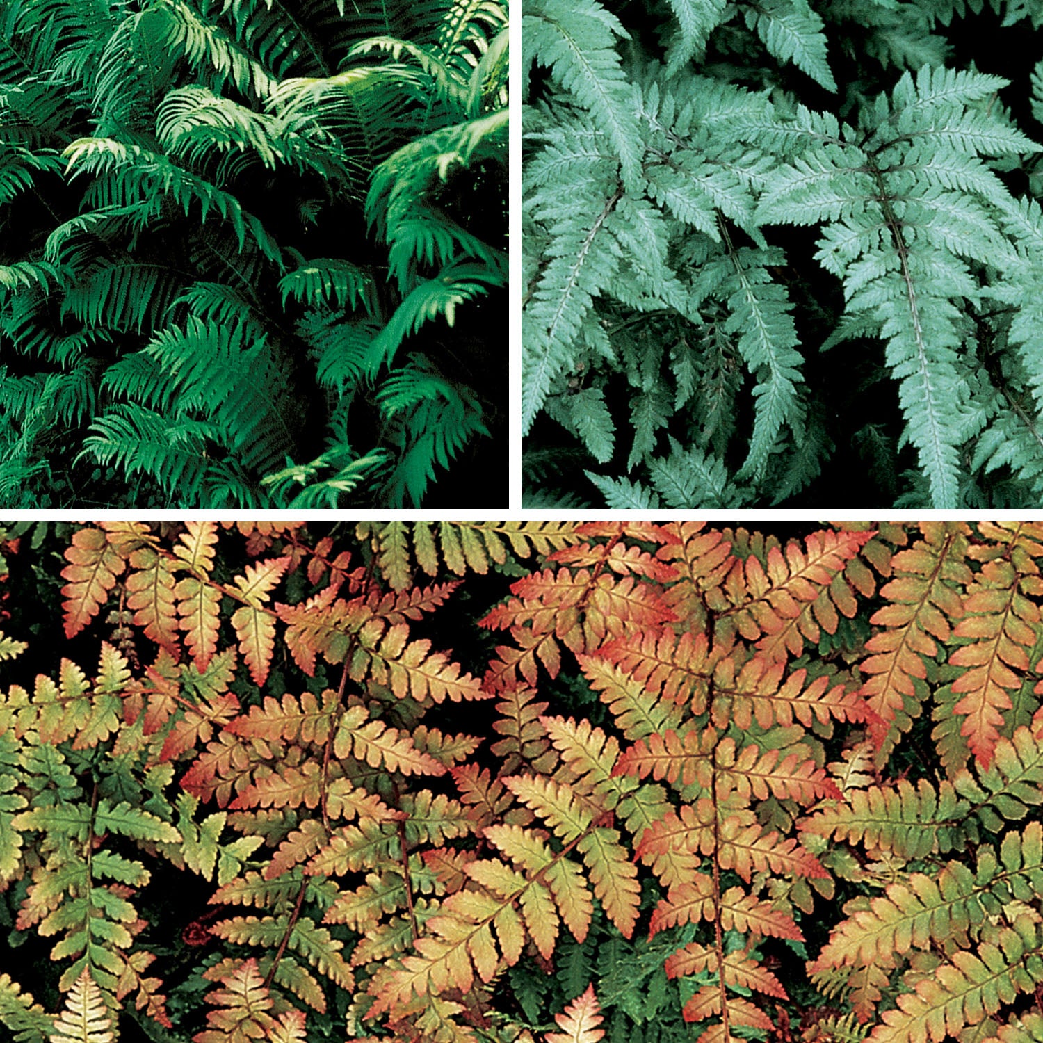 Fern Collection