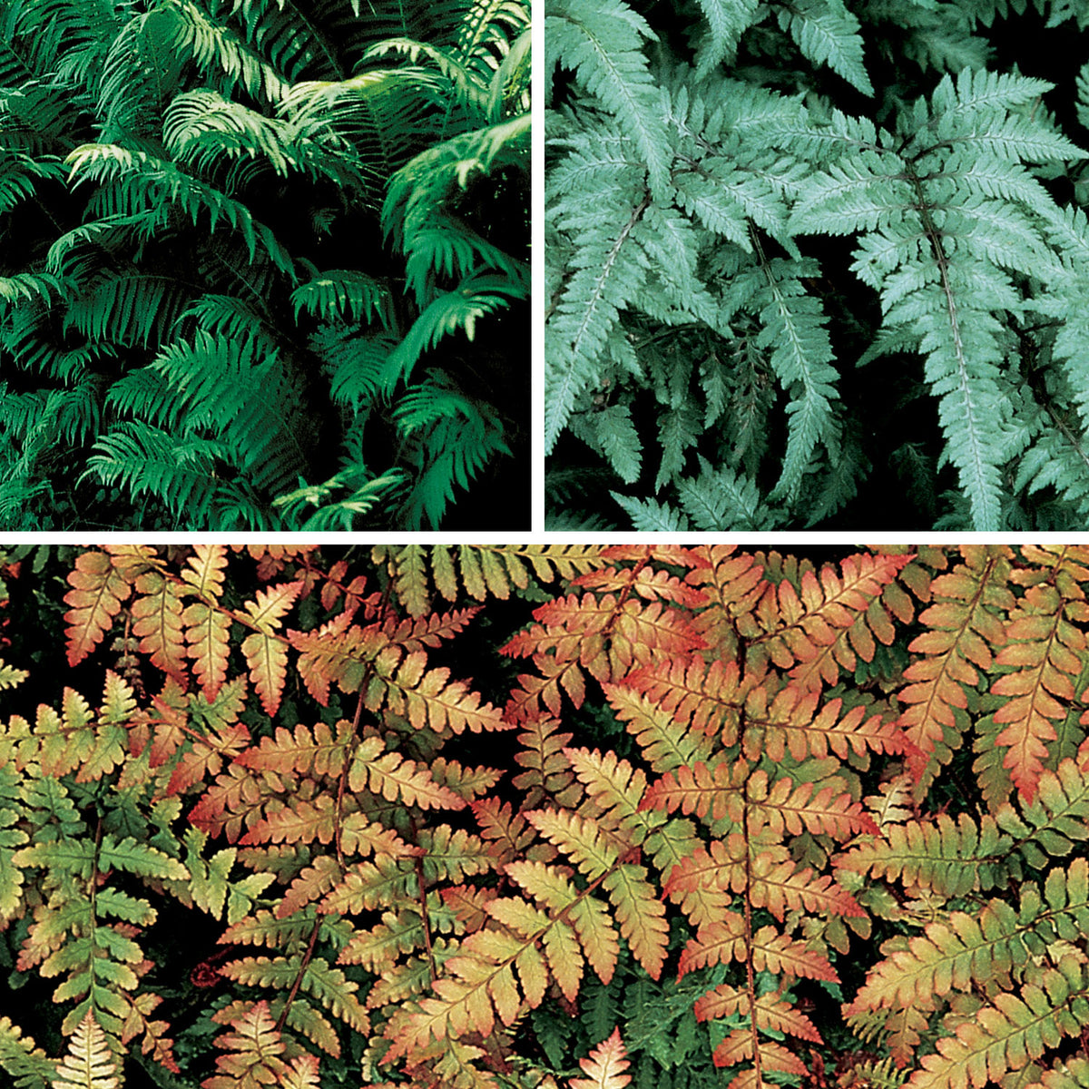 Fern Collection