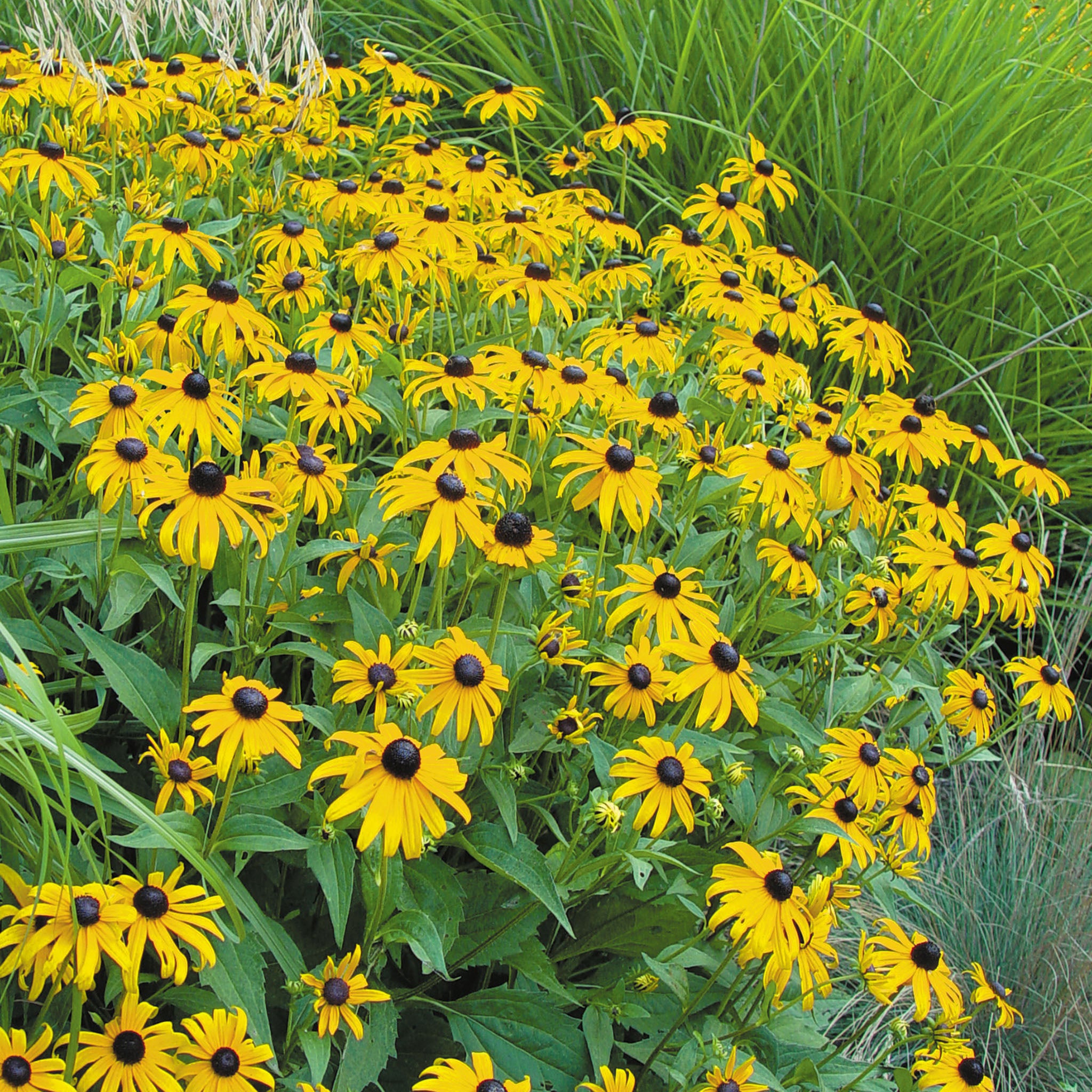 Goldsturm Rudbeckia