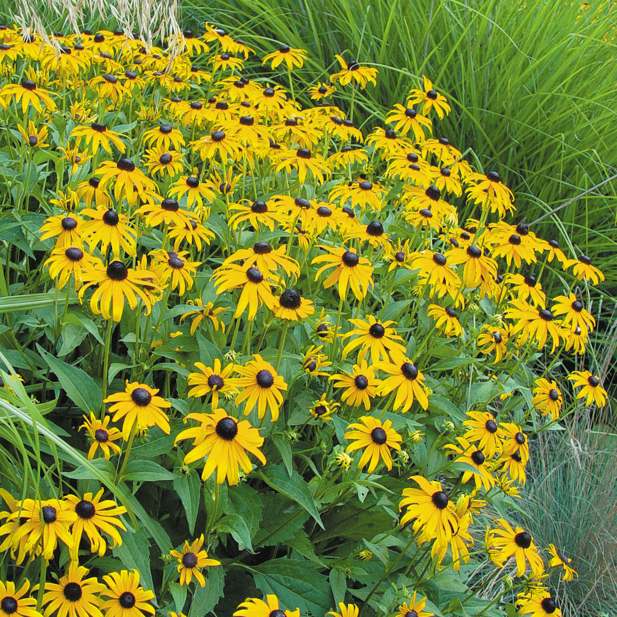 Goldsturm Rudbeckia