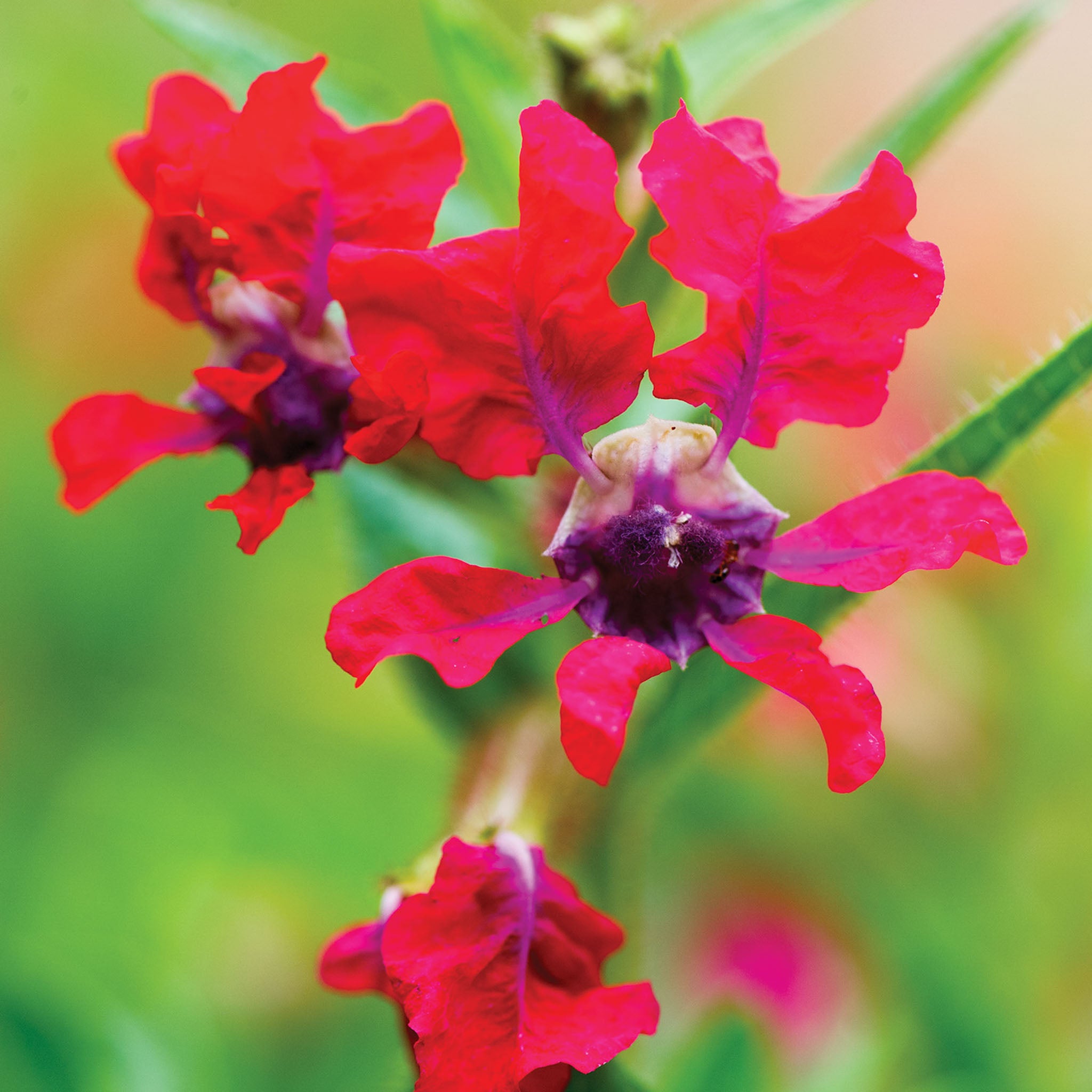 Sriracha Rose Cuphea