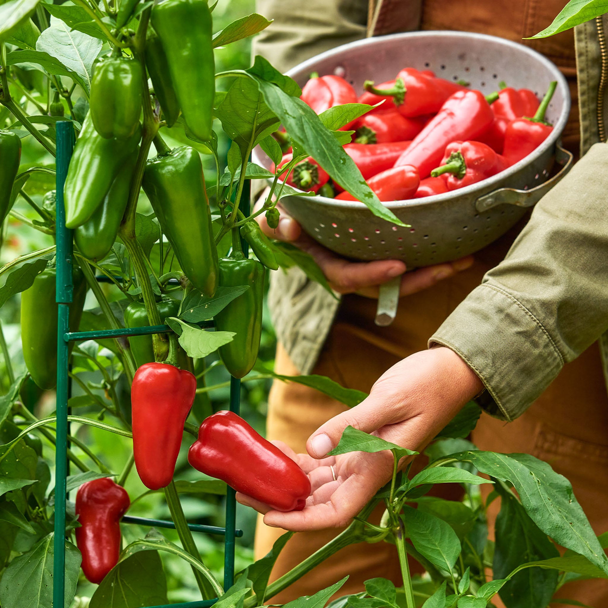 Burpee Garden Sown™ Sow Sweet Sweet Pepper