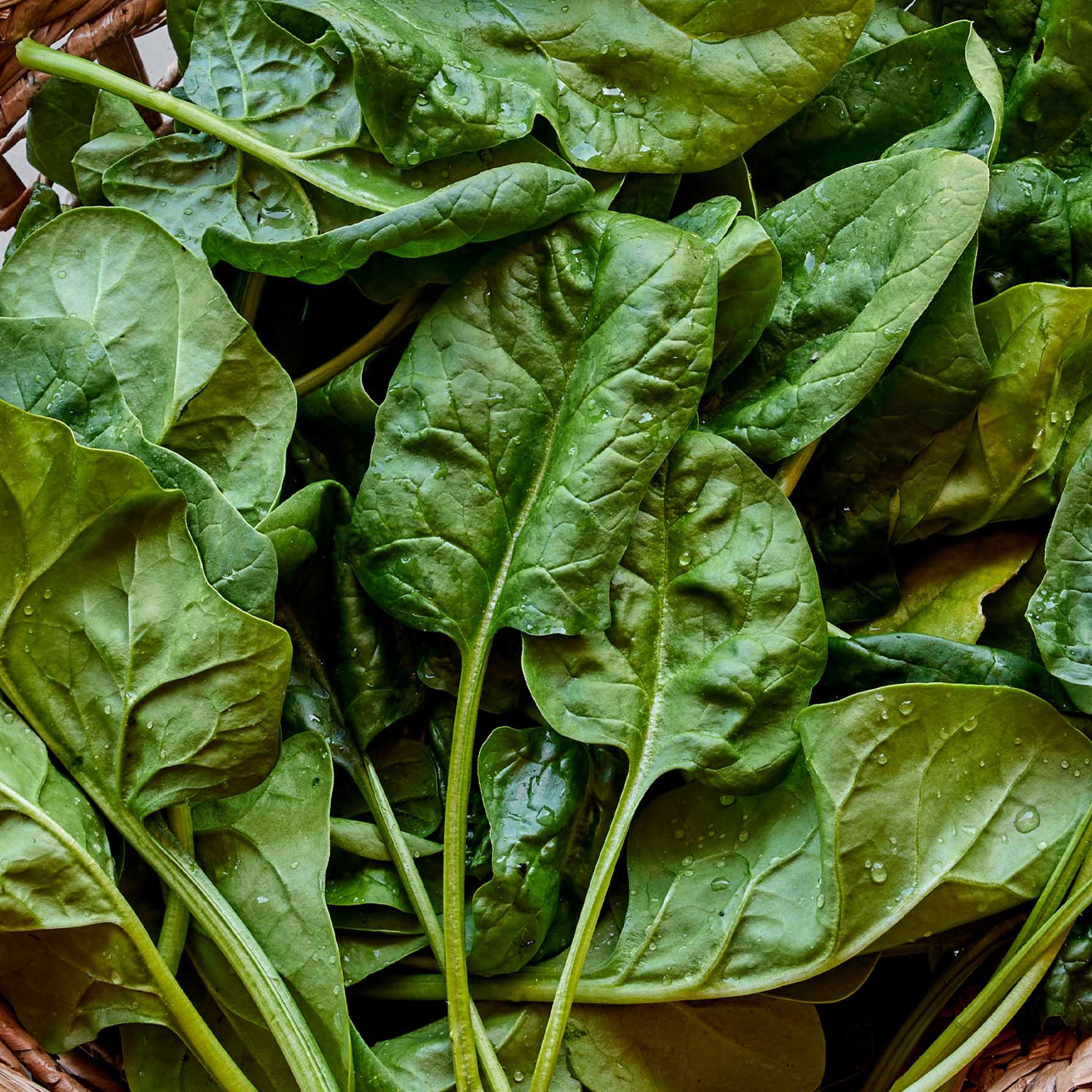Space Spinach