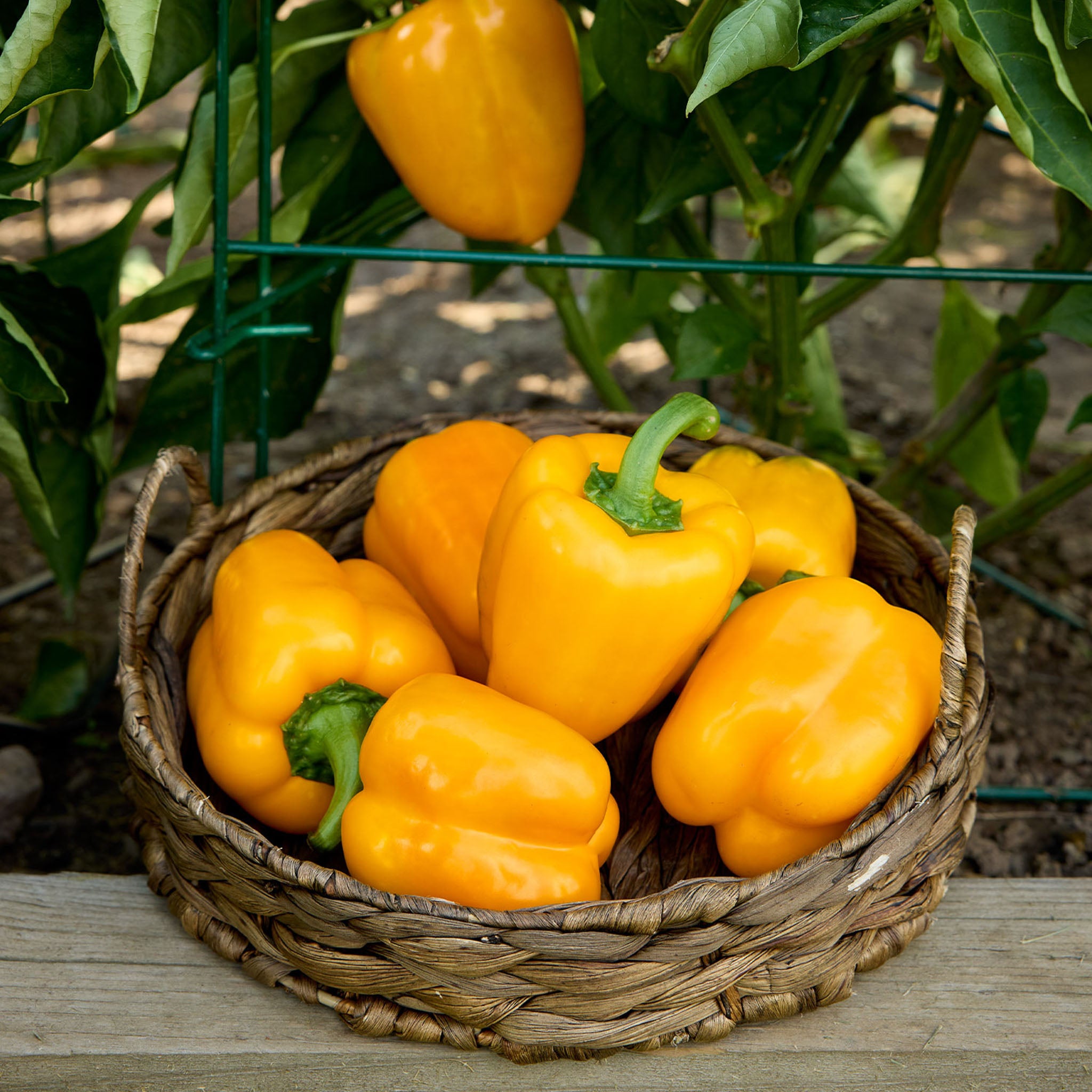 Sun Haven Sweet Pepper