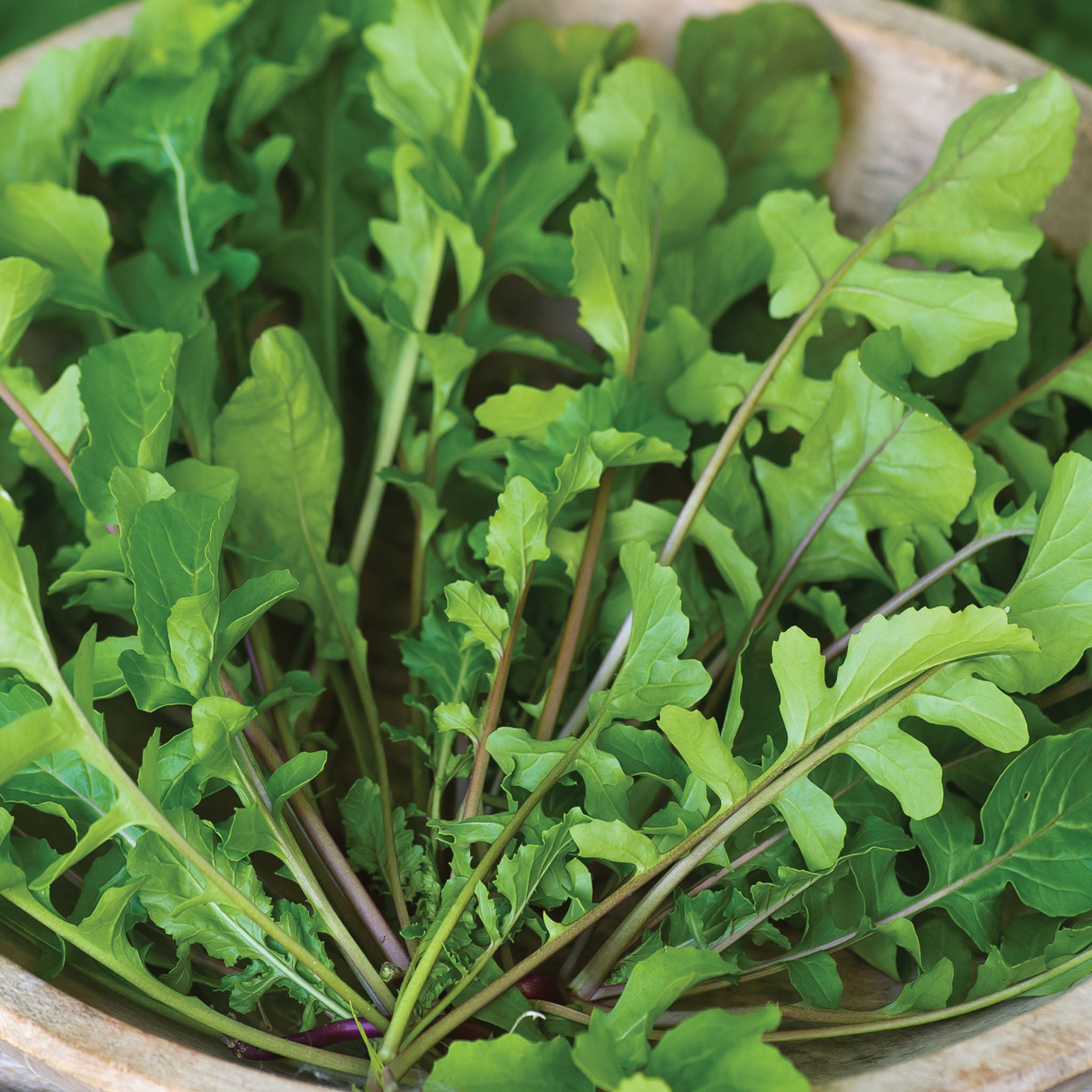 Organic Perennial Rocket also known as Wild Arugula