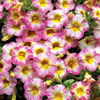 Cha-Cha Diva Hot Pink Calibrachoa