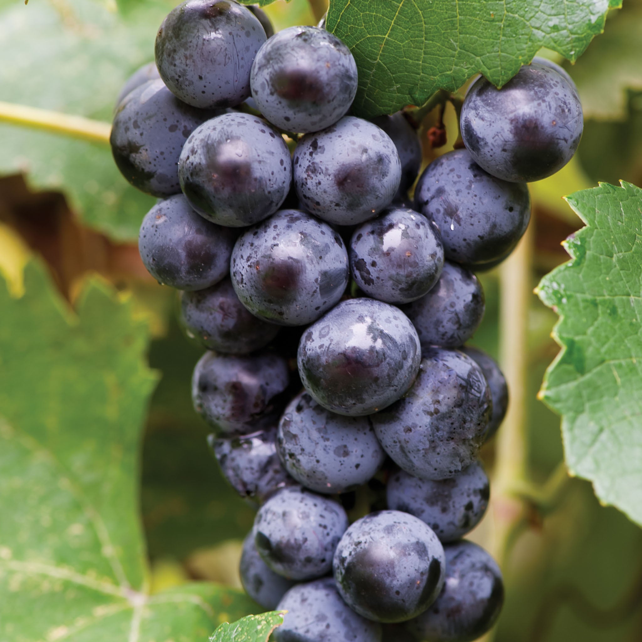 Mars Seedless Grape