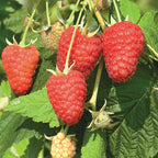Joan J Raspberry Bare Roots