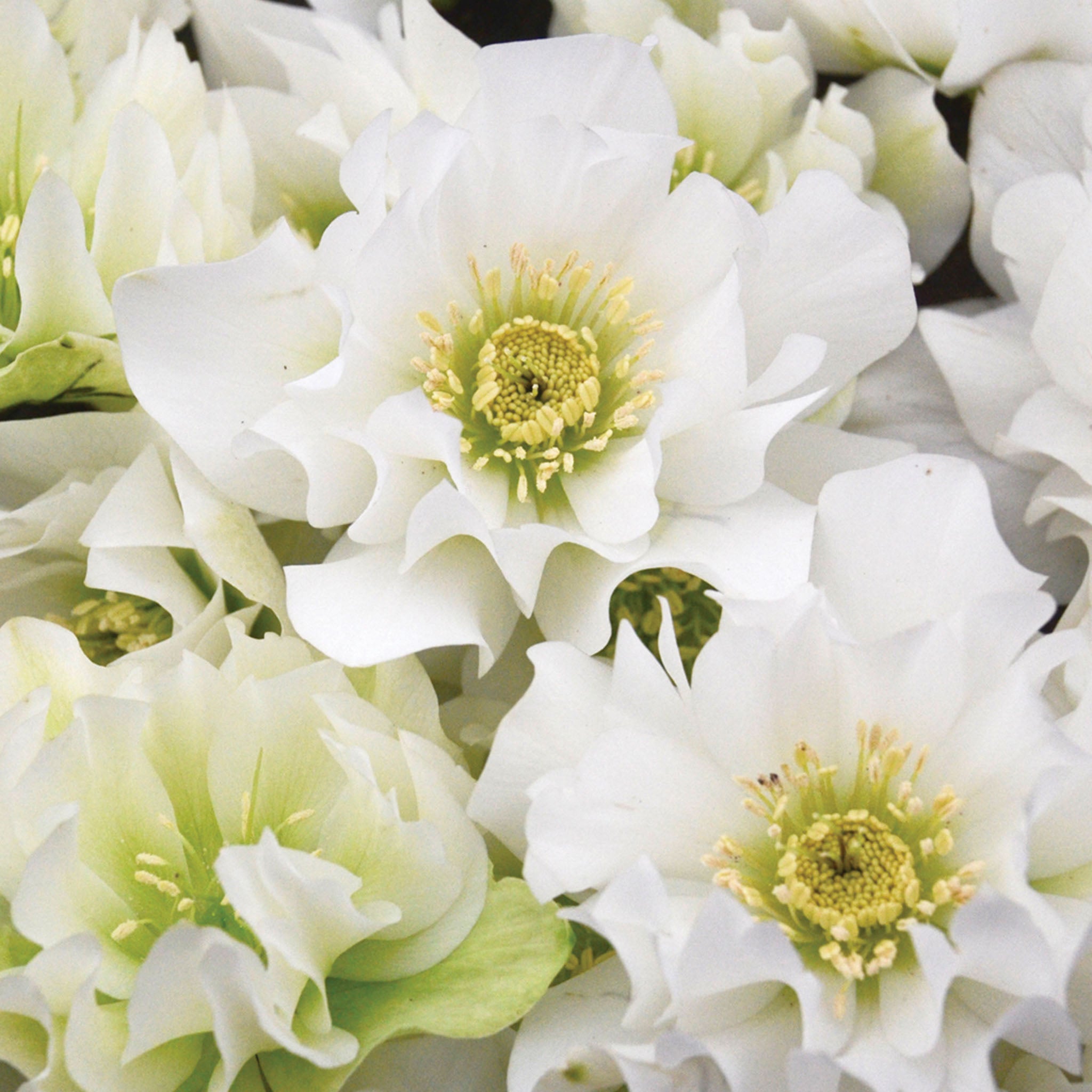 Wedding Party Wedding Bells Hellebore