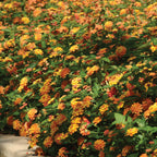 Landmark Citrus Lantana