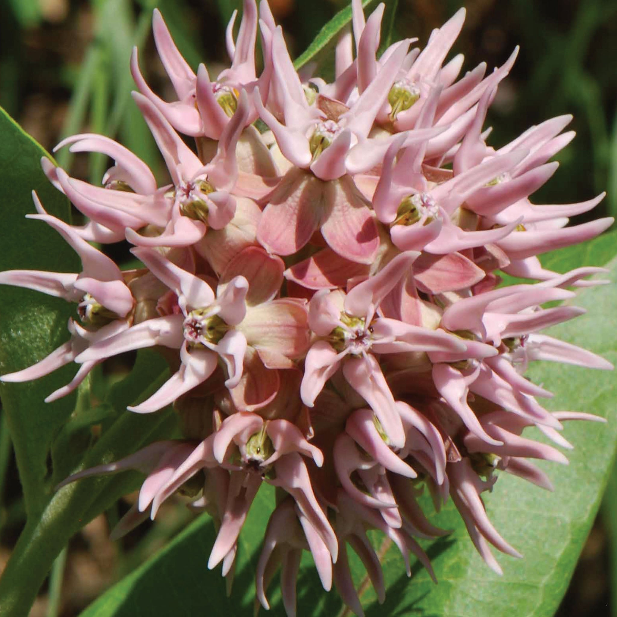 Showy Milkweed Asclepias Speciosa