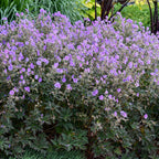 Boom Chocolatta Geranium