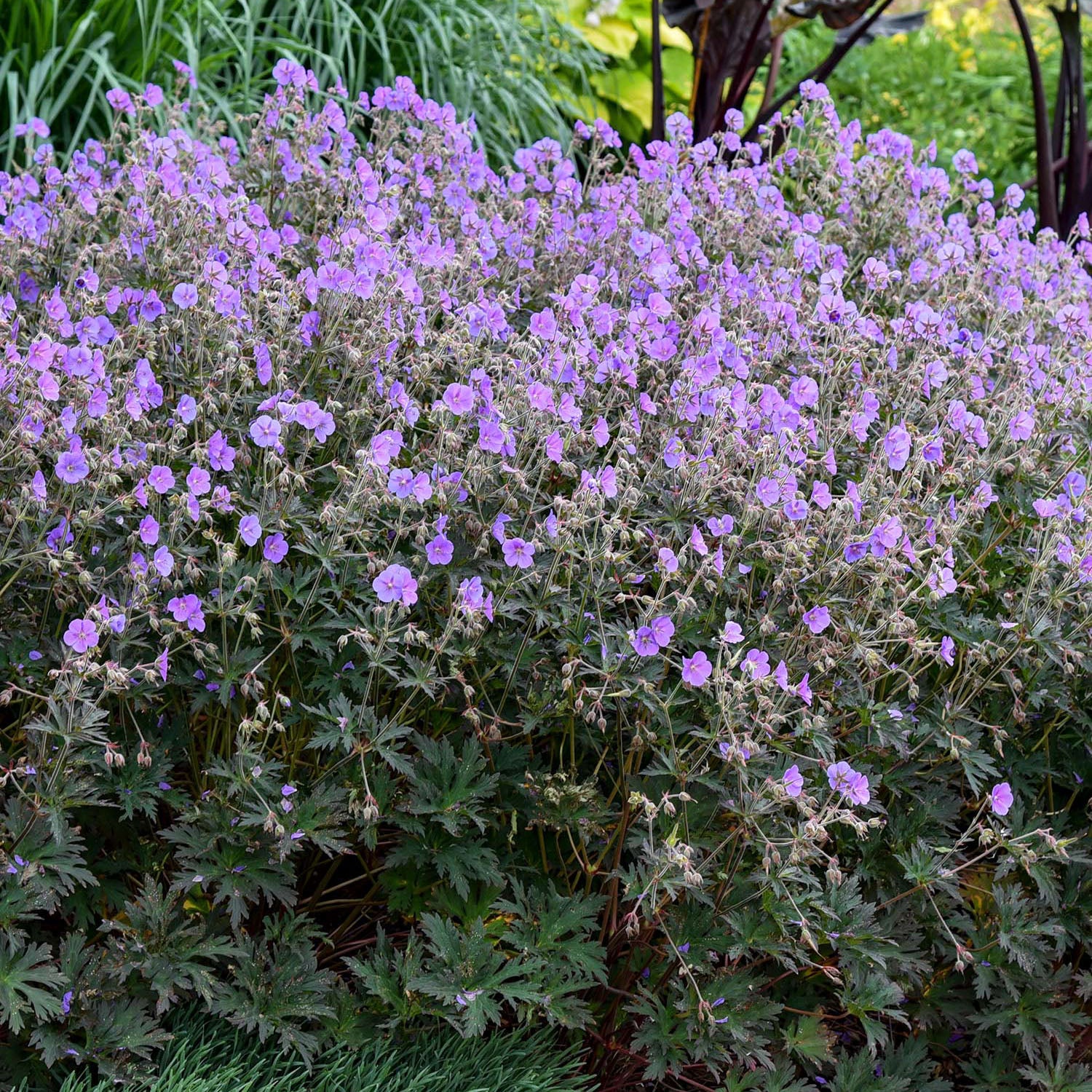 Boom Chocolatta Geranium