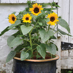 Sunny Bunch Sunflower