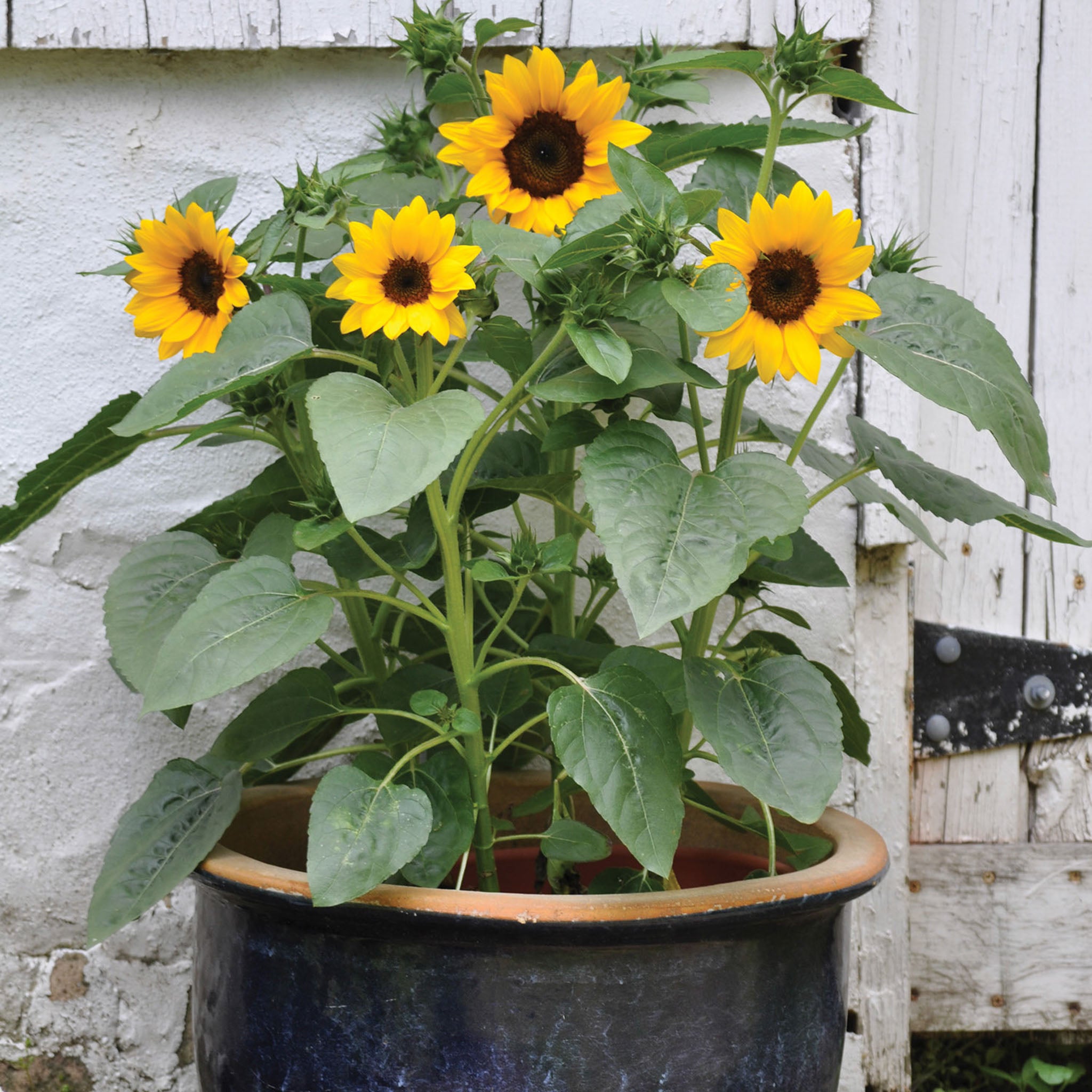 Sunny Bunch Sunflower