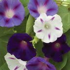 Celestial Mixed Colors Morning Glory